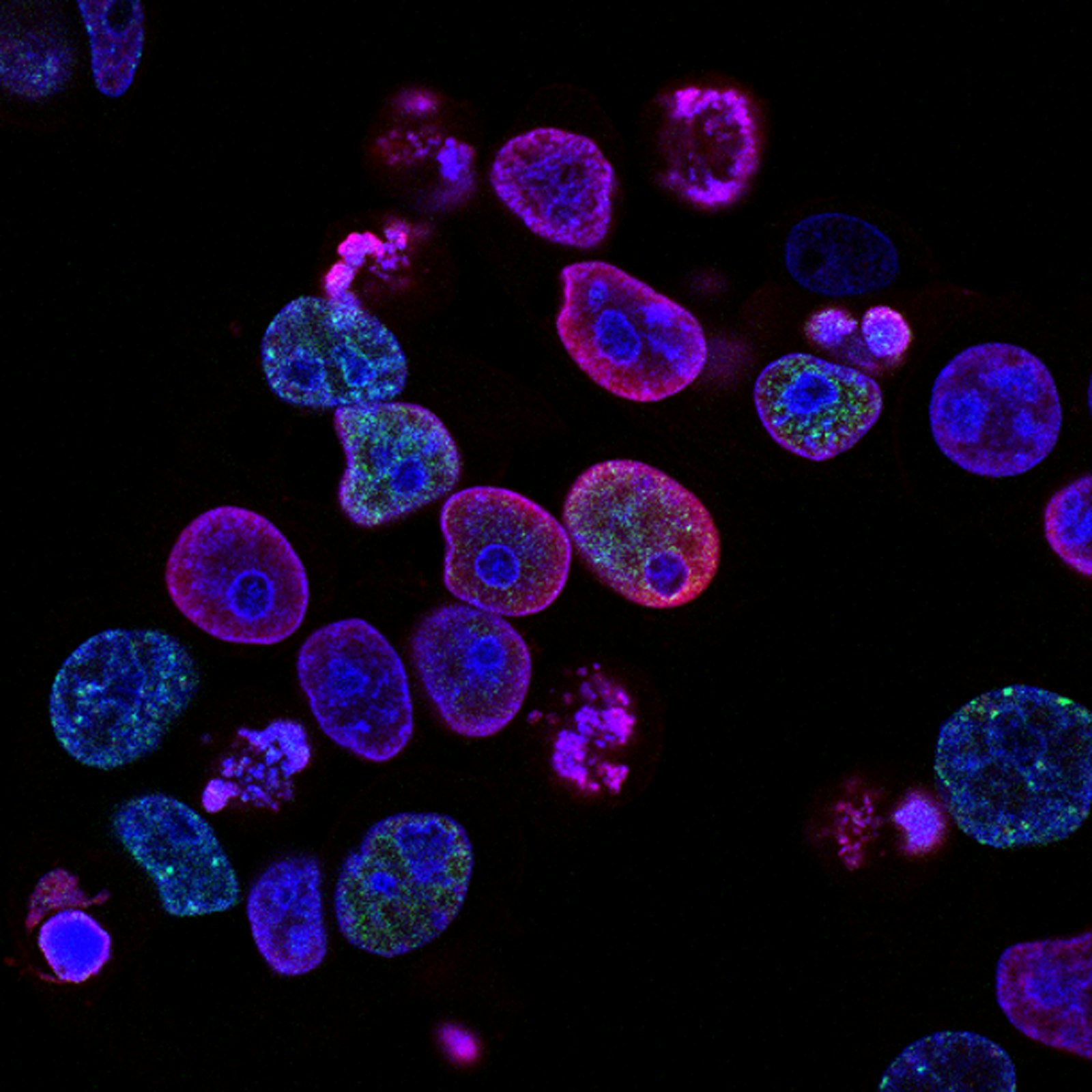 Microscopic view of colorful cell structures representing immunology