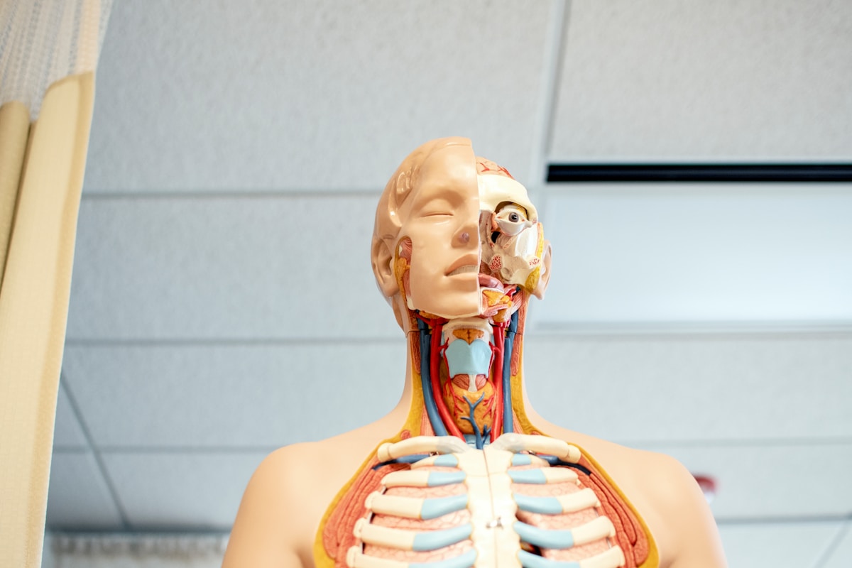 Human anatomy model used for studying surgical anatomy in a medical classroom